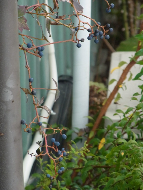 Img_53330091b8bab0b97442440fb64c4eb5